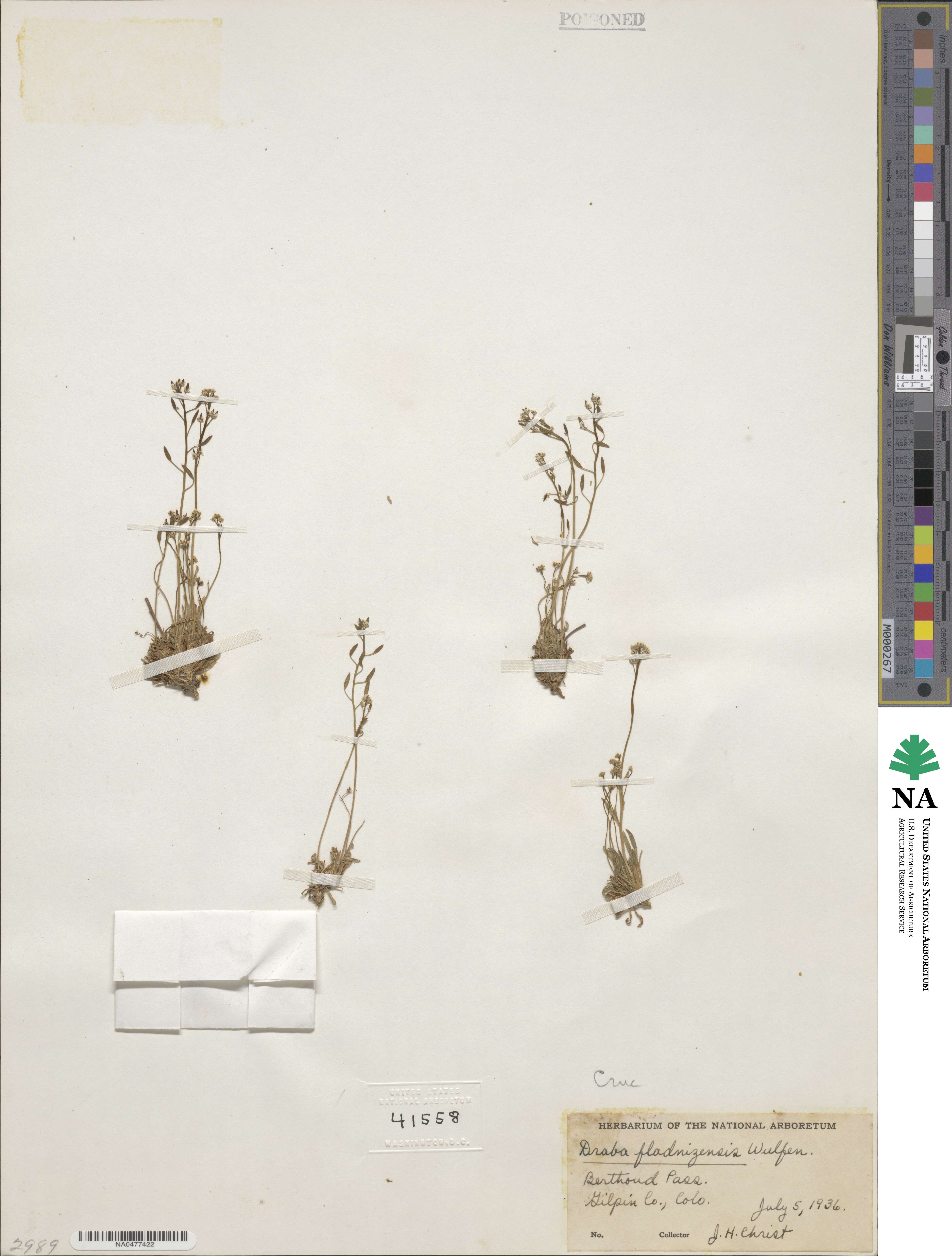 Draba fladnizensis image