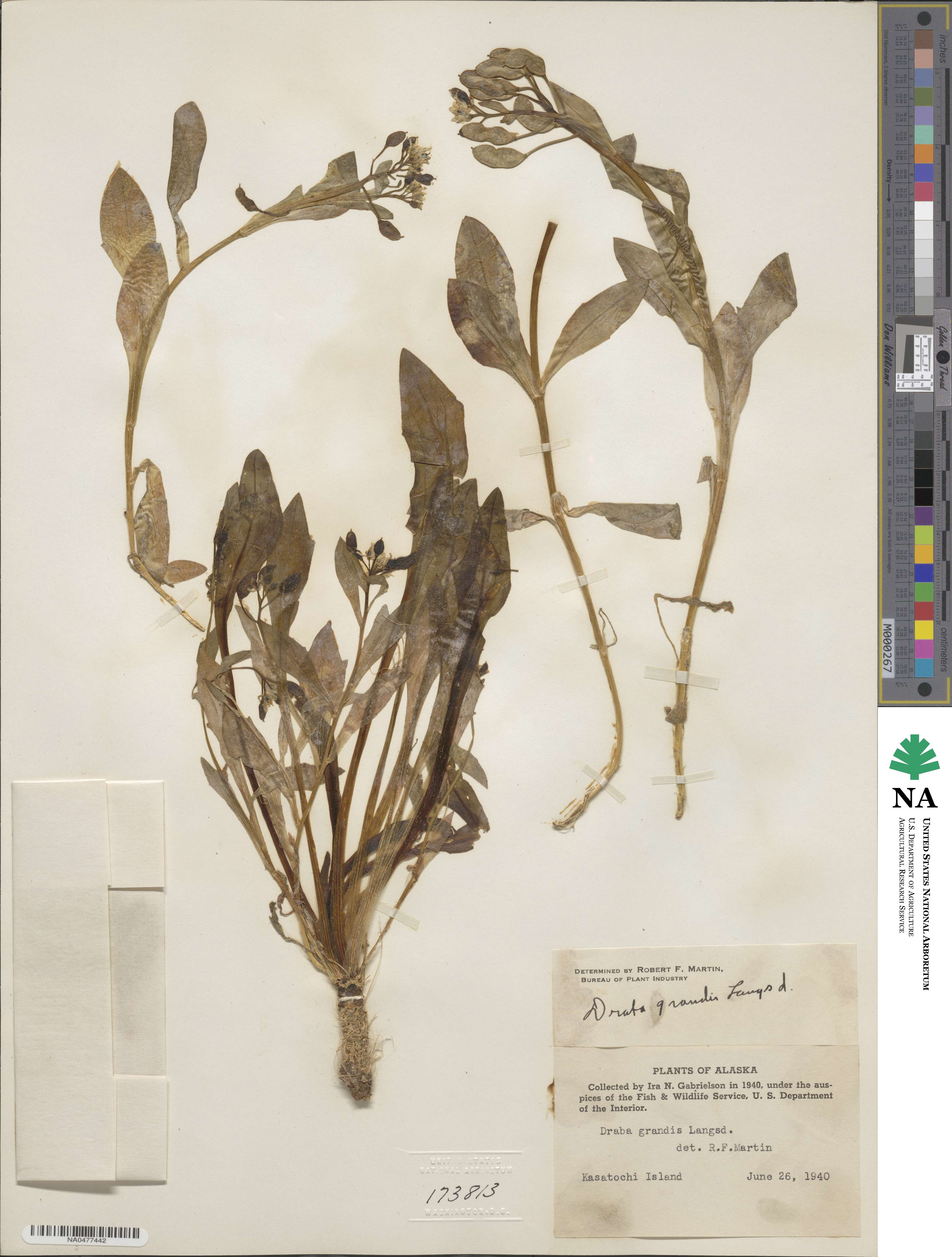 Draba grandis image