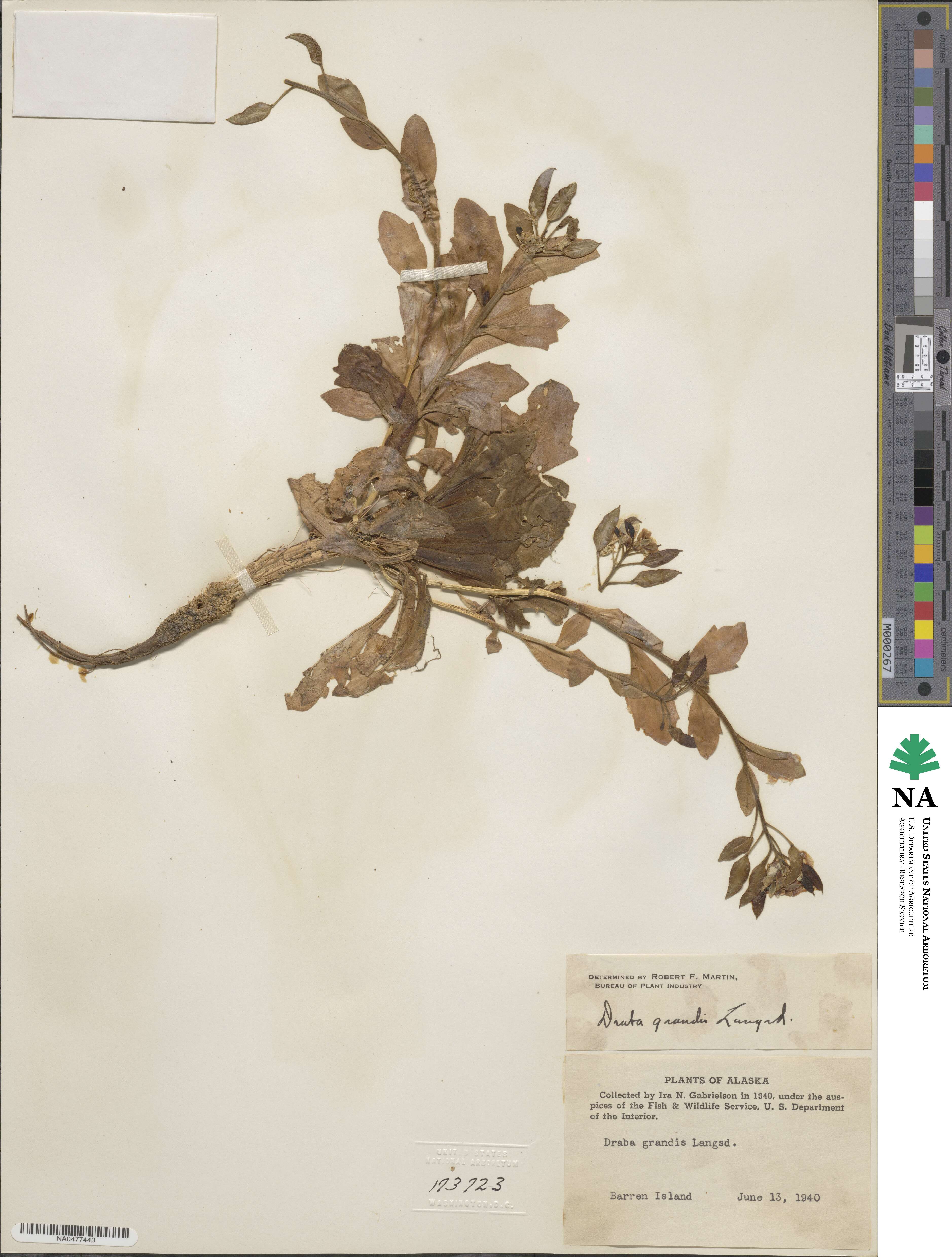 Draba image