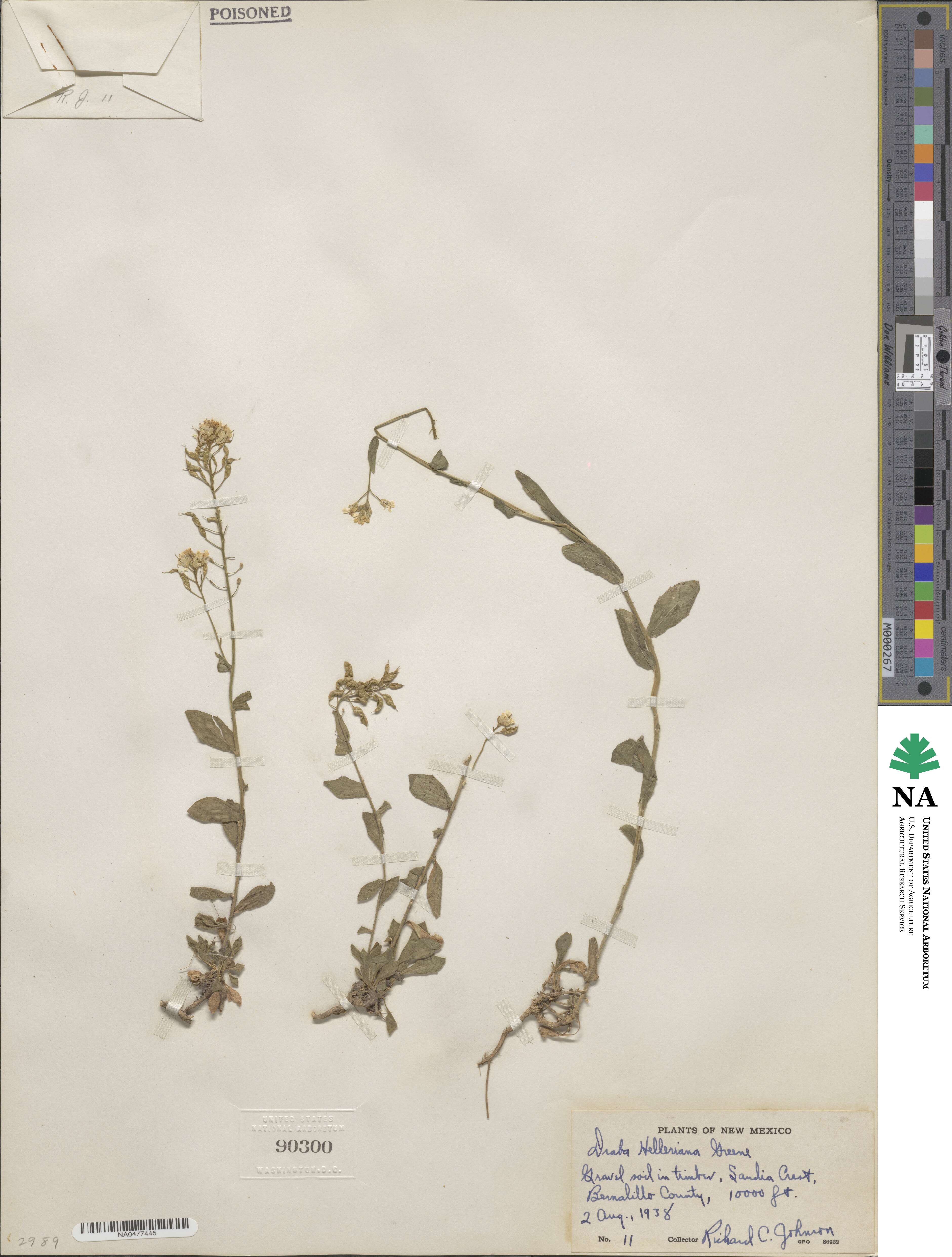 Draba helleriana image