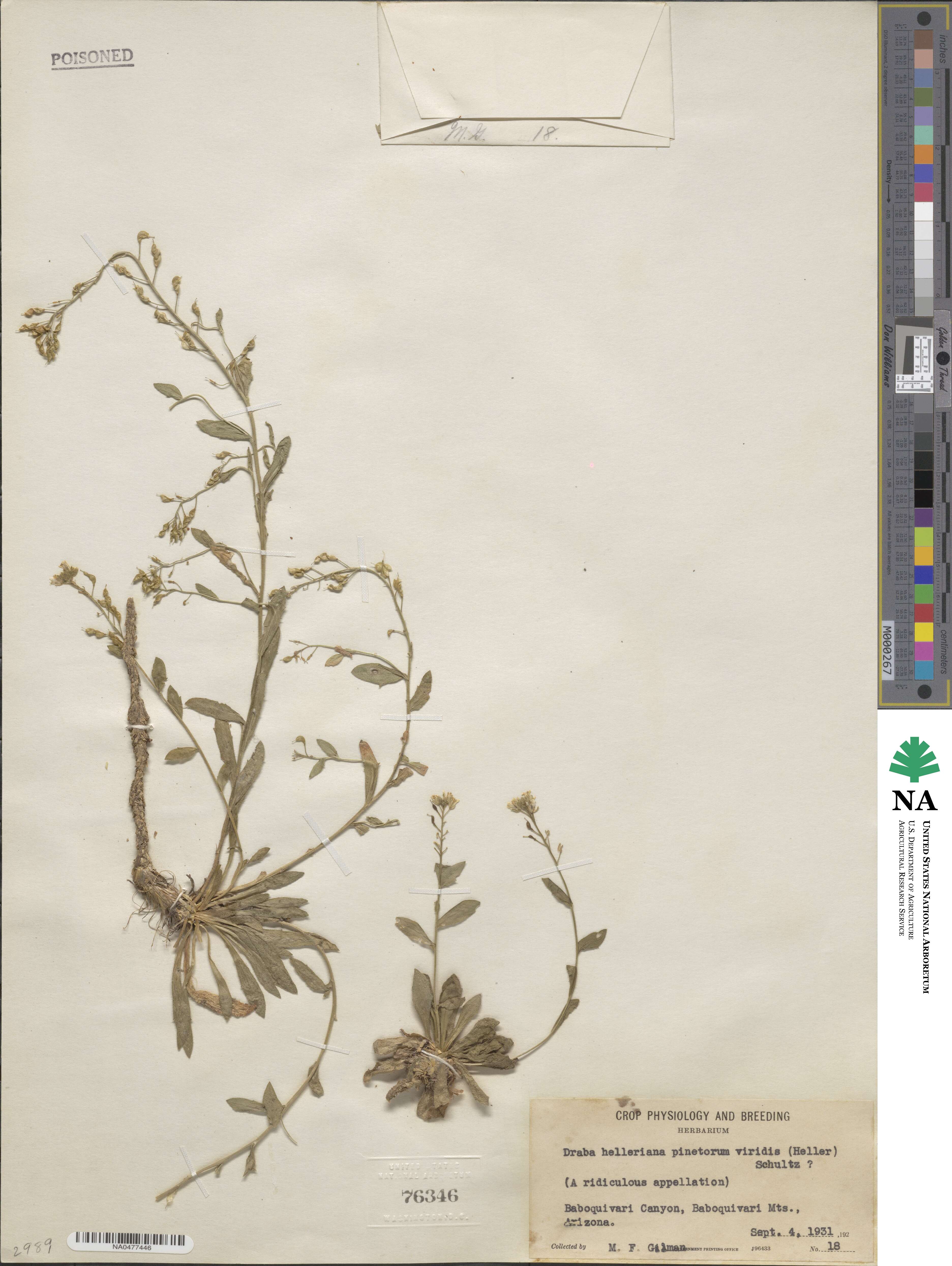 Draba helleriana image