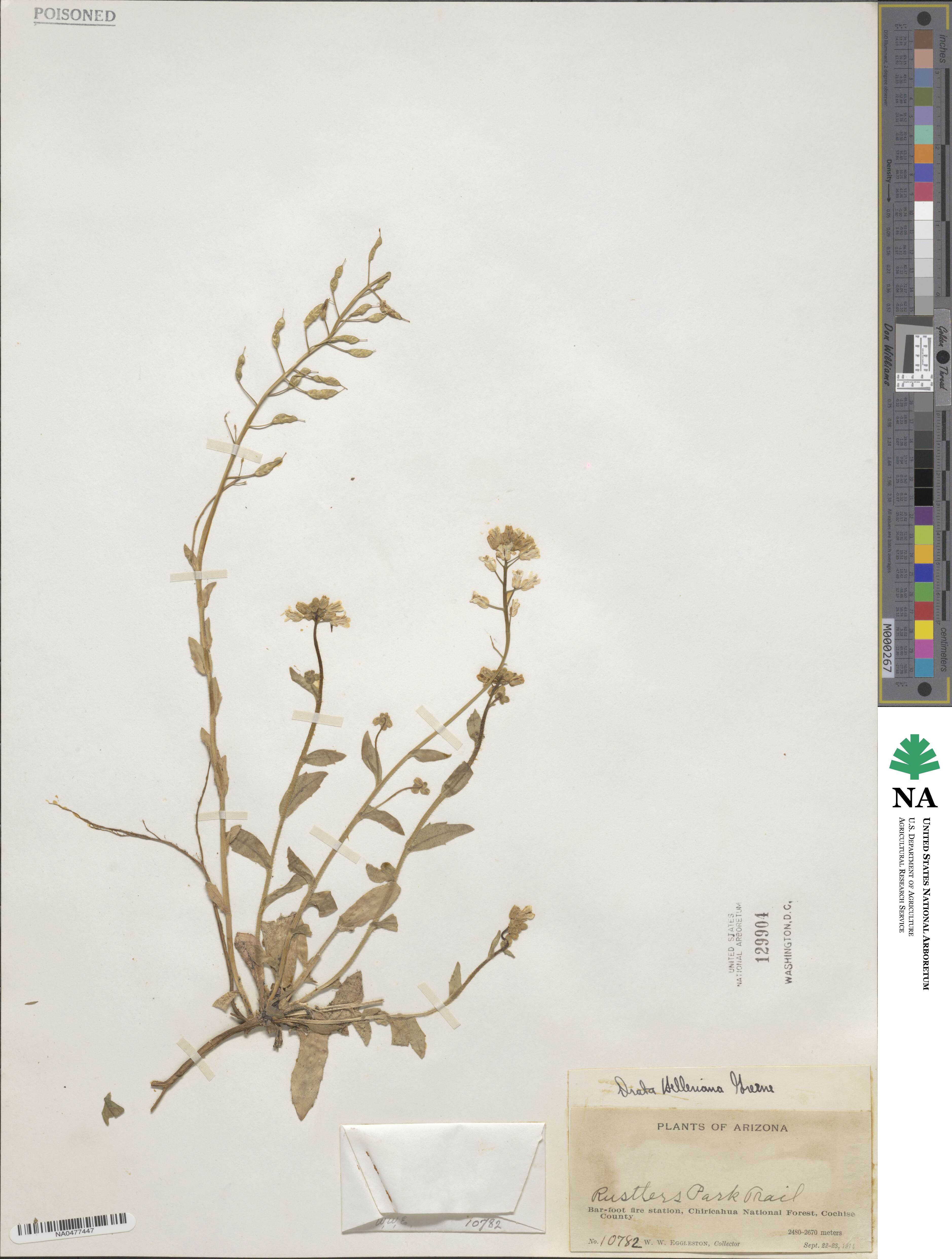 Draba helleriana image