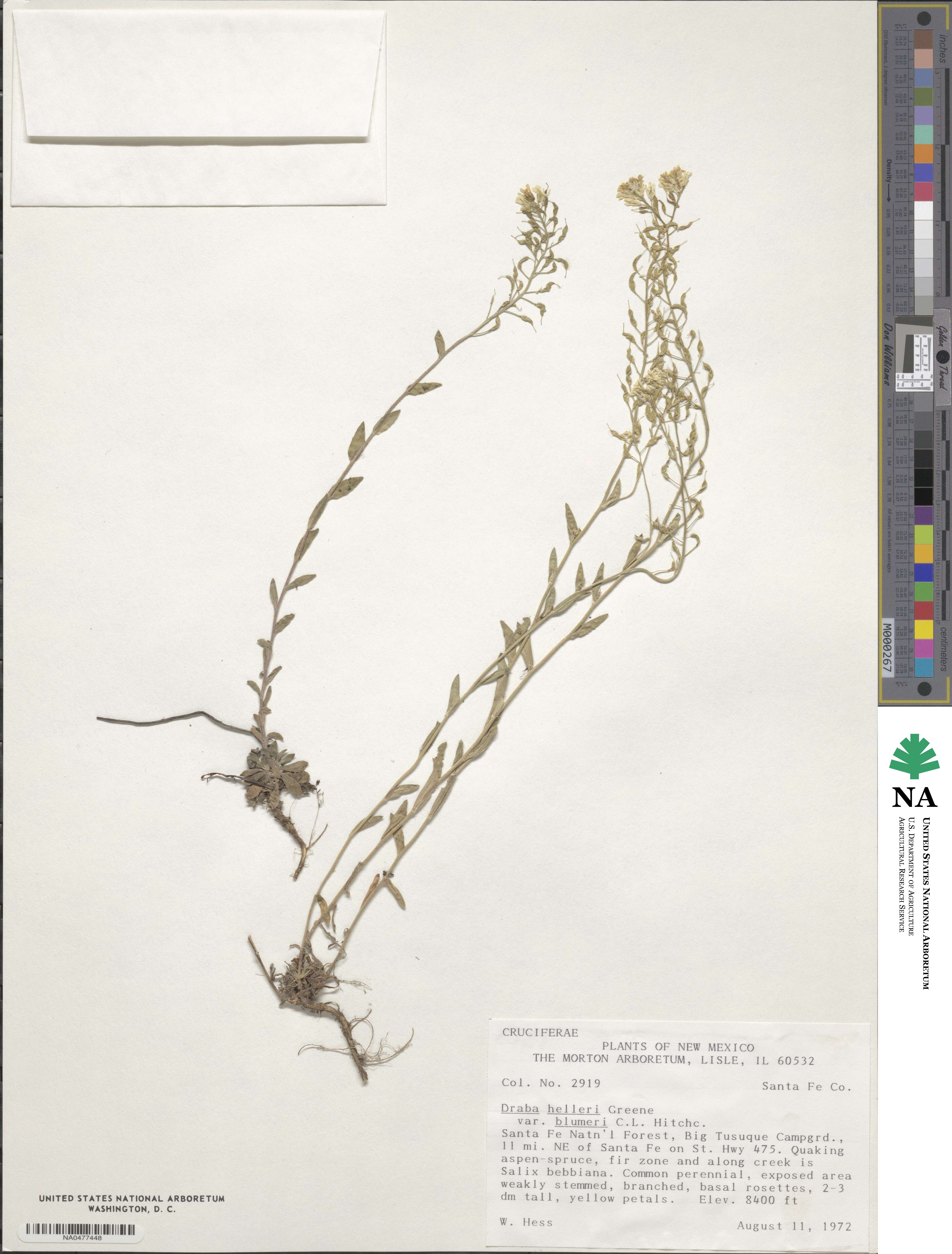 Draba petrophila image