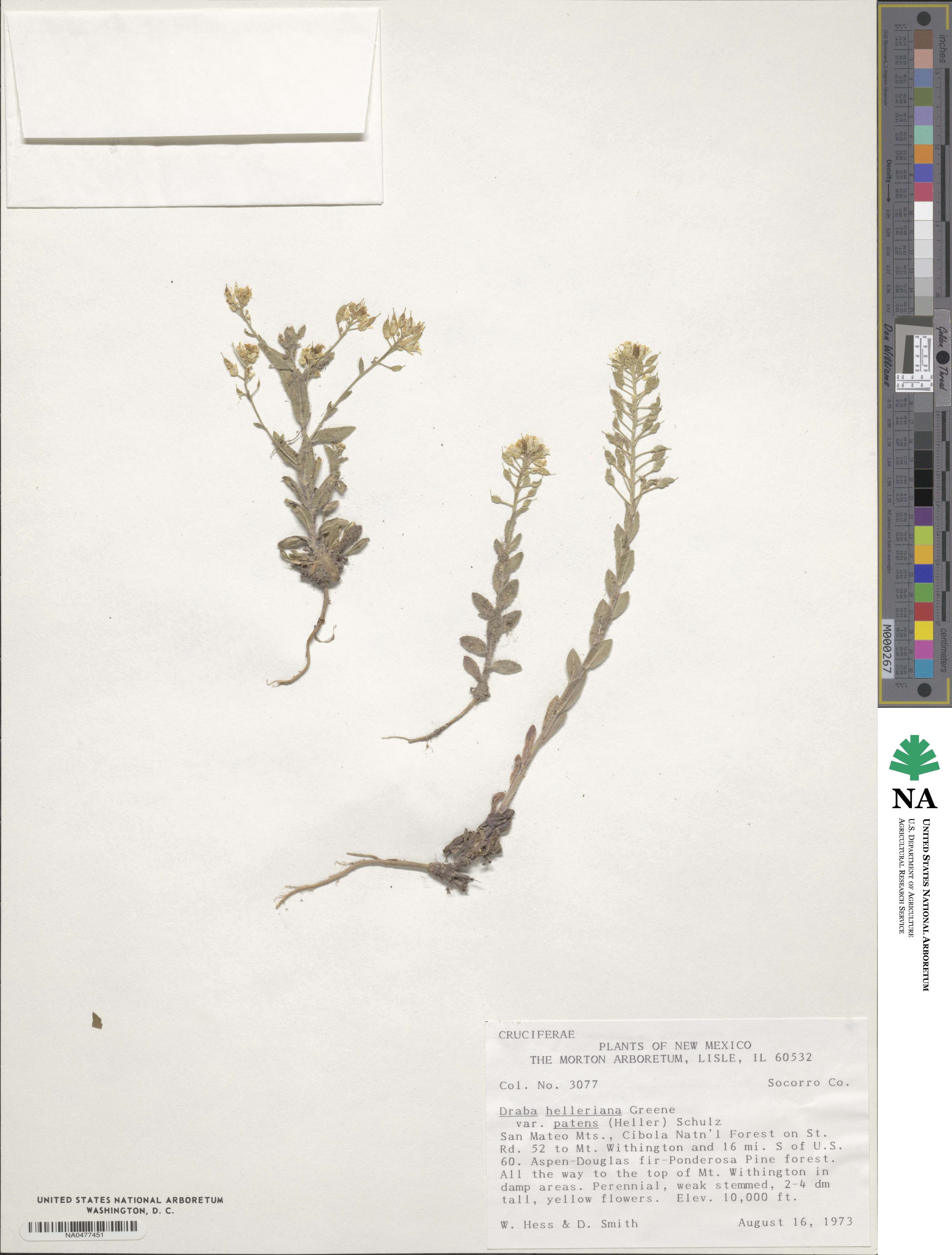 Draba helleriana image