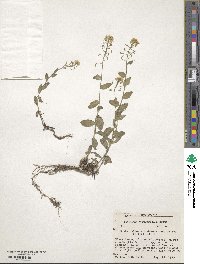 Draba helleriana image