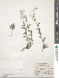 Draba helleriana image