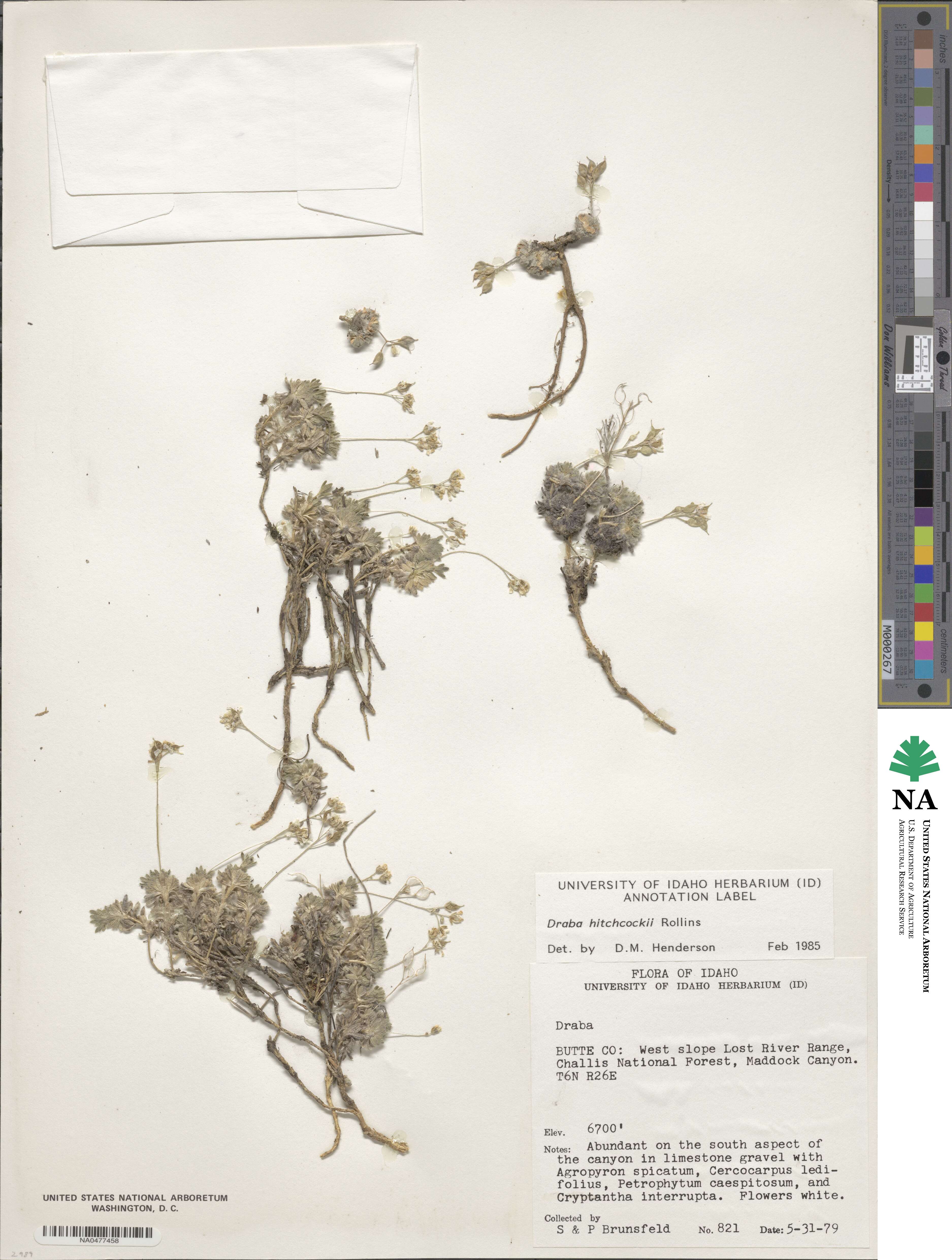 Draba hitchcockii image