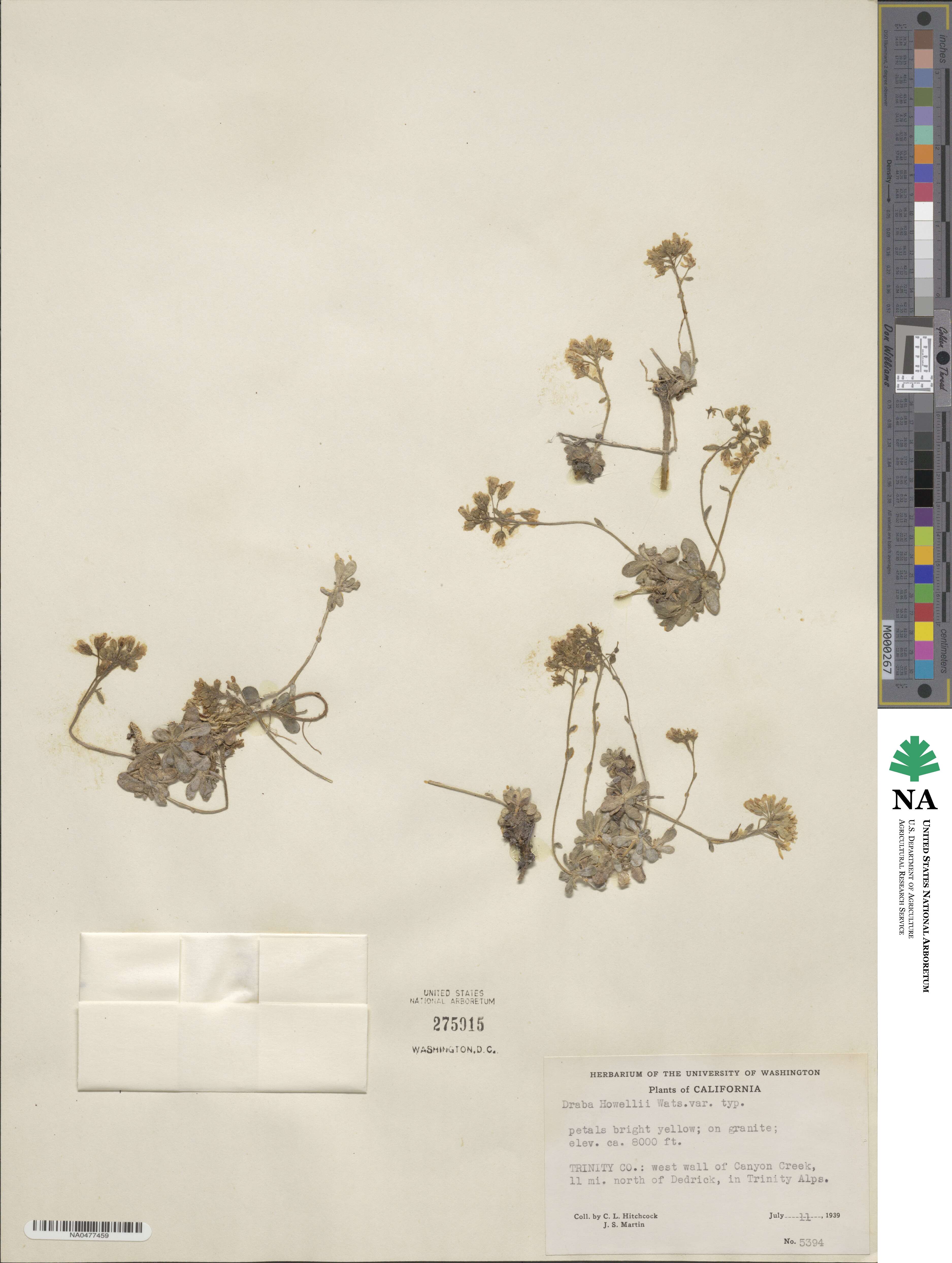 Draba howellii image