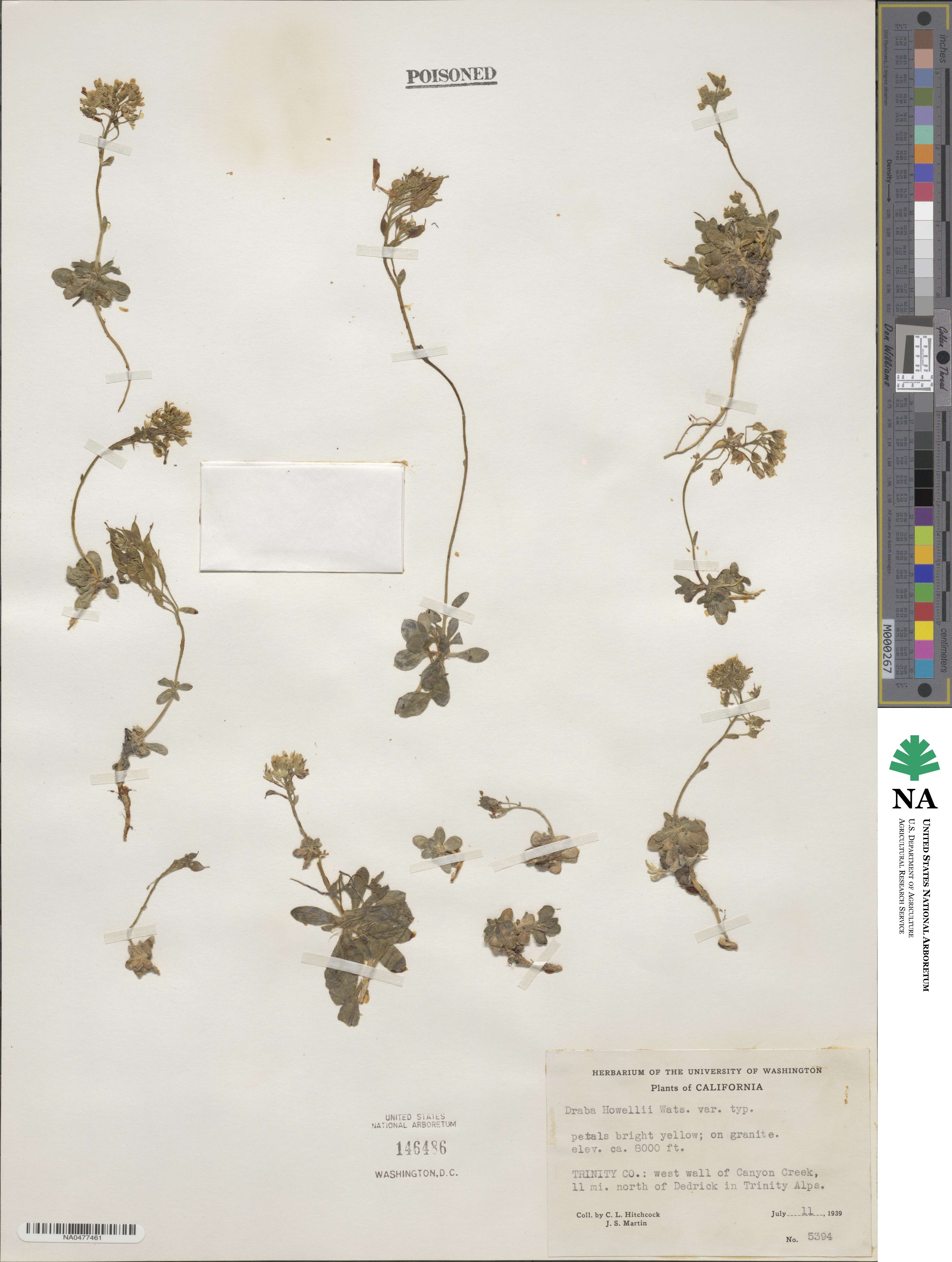Draba howellii image