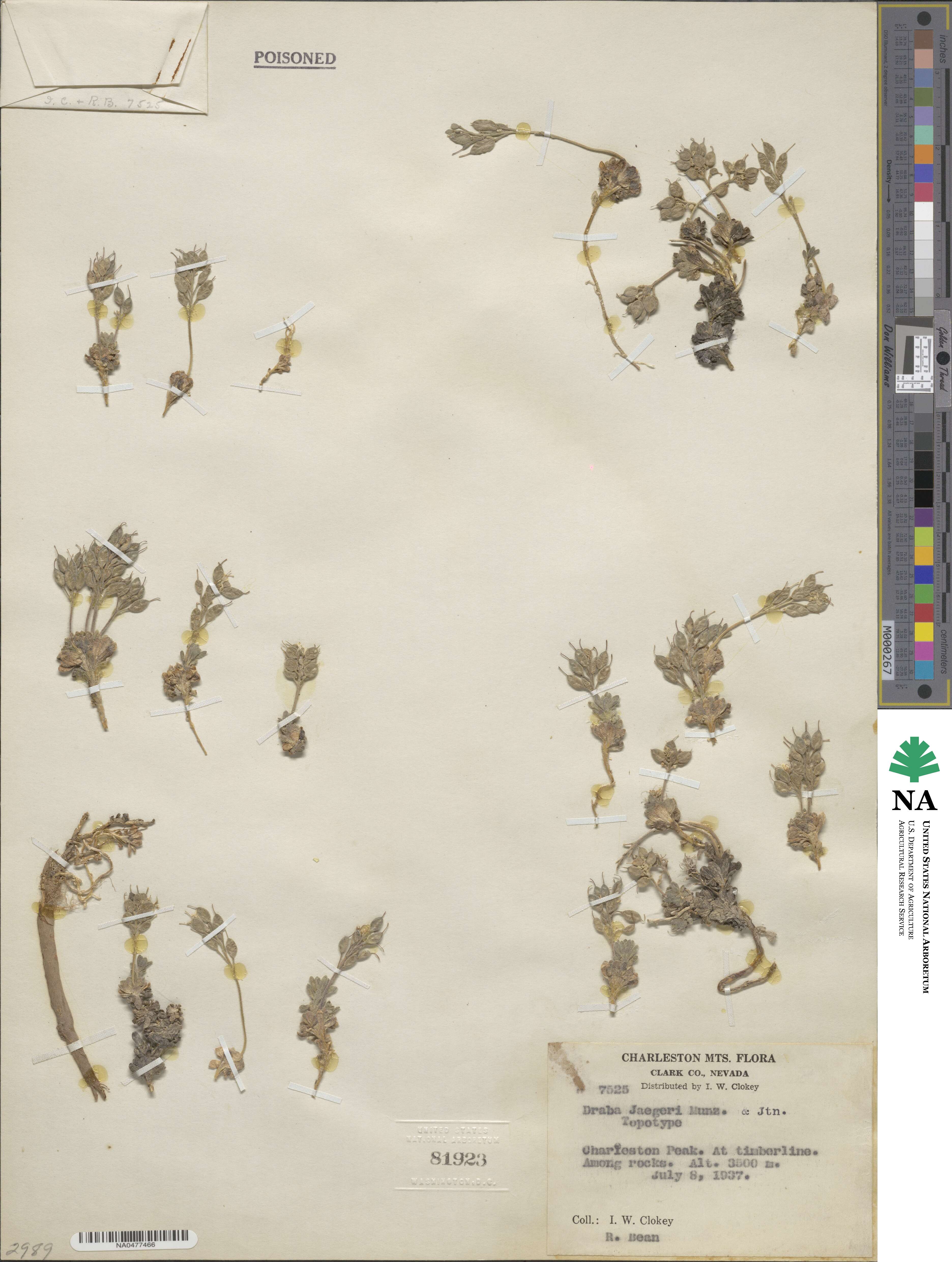 Draba jaegeri image