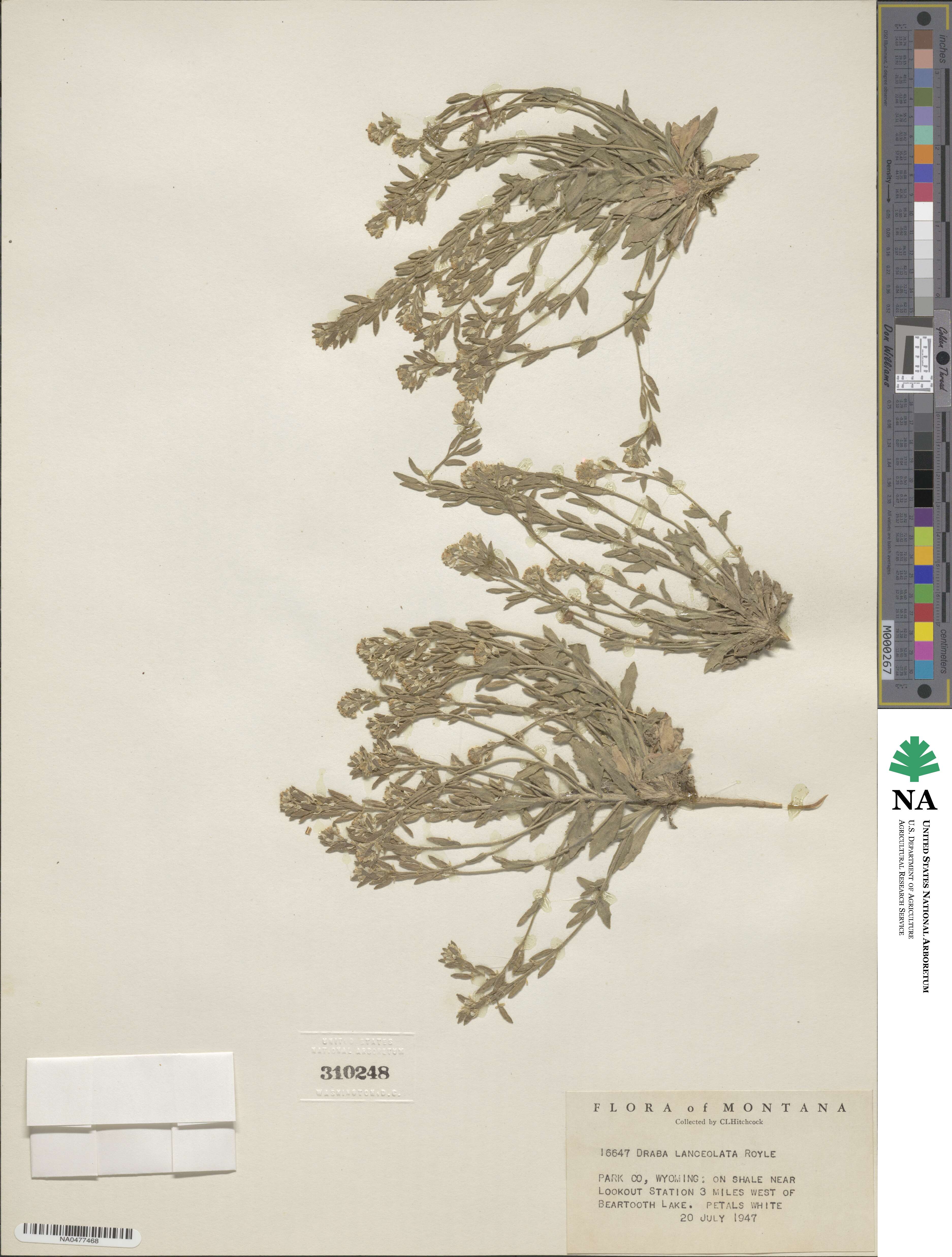 Draba lanceolata image