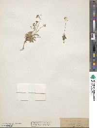 Image of Draba lactea