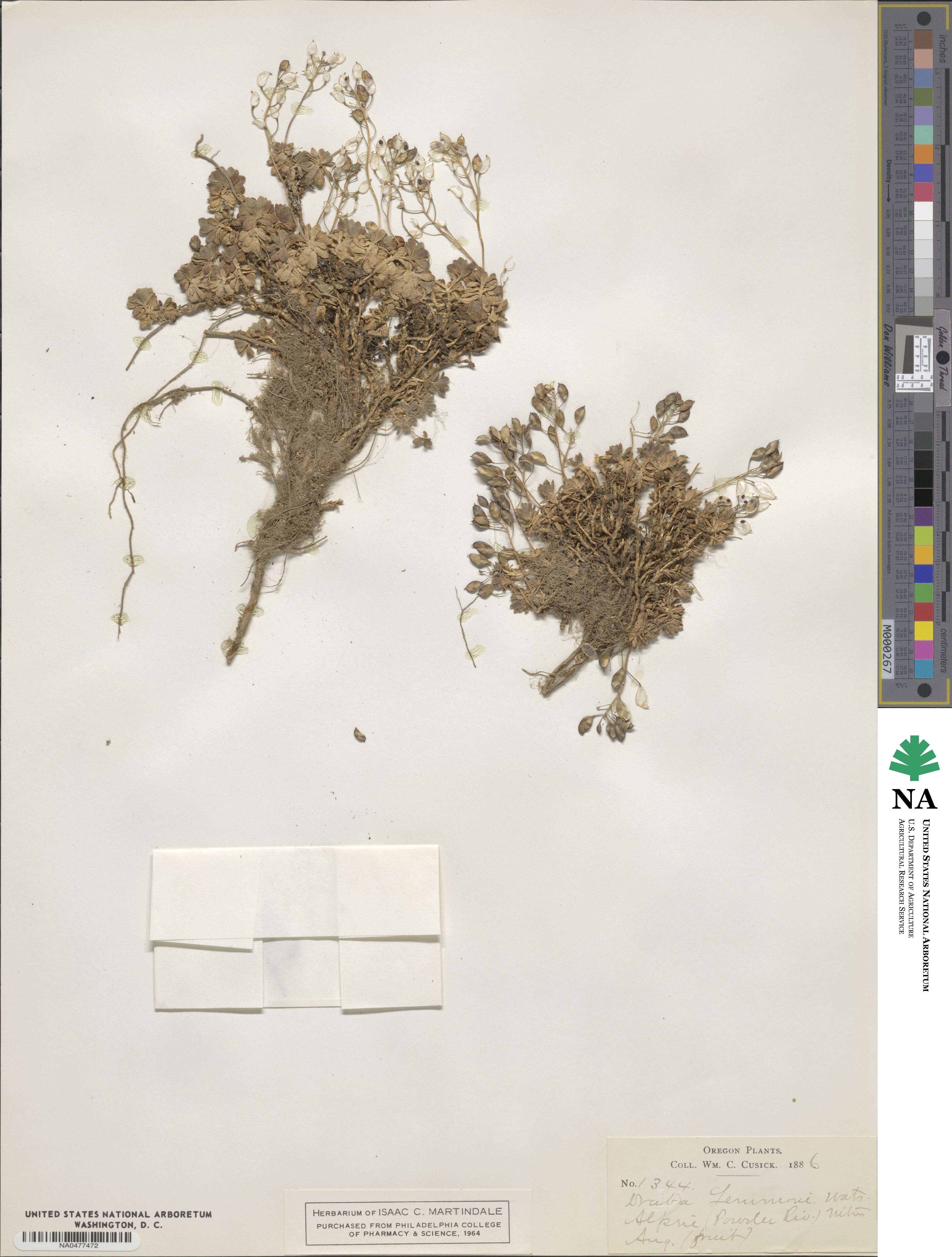 Draba lemmonii image