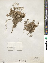 Draba lemmonii image
