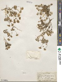 Draba lemmonii image