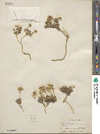 Draba lemmonii image