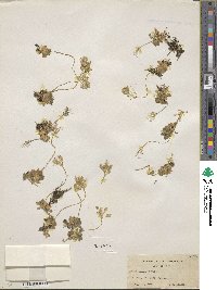 Draba lemmonii image