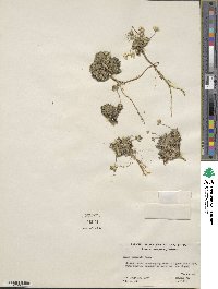 Draba lemmonii image