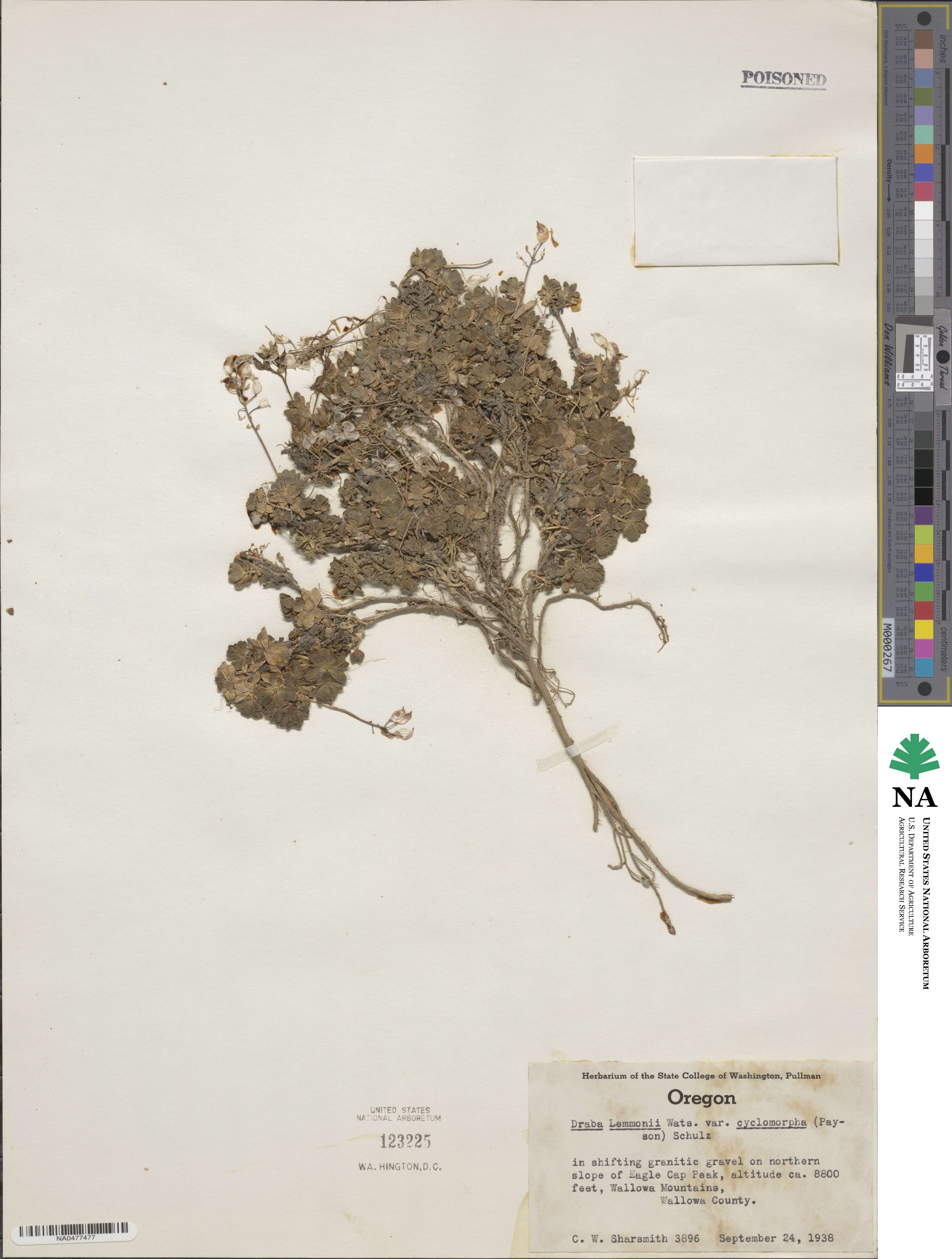 Draba cyclomorpha image