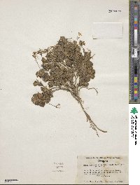 Image of Draba cyclomorpha