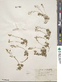 Draba maguirei image
