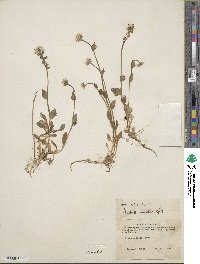 Draba aurea image