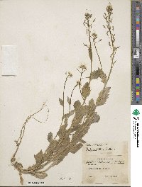Draba aurea image