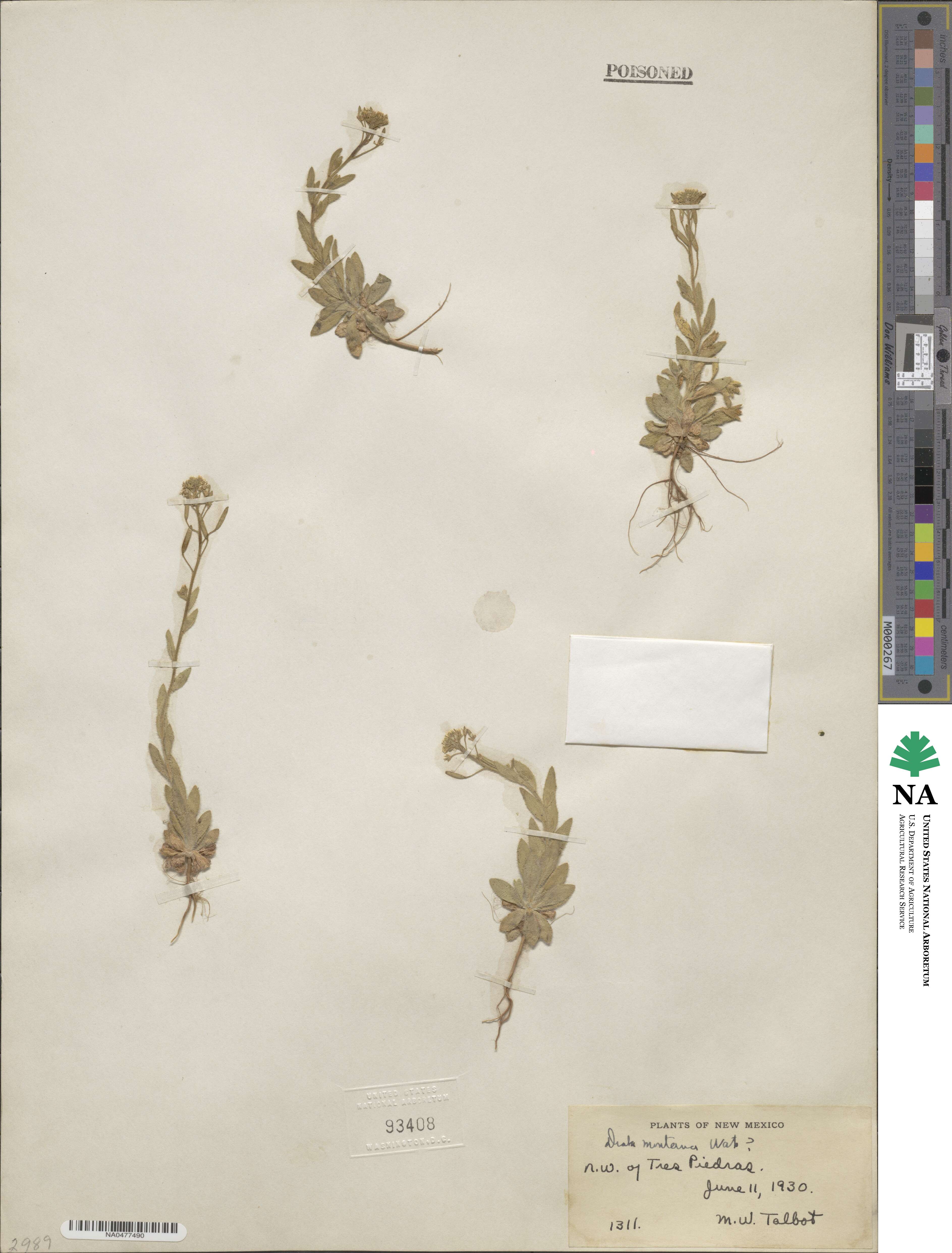 Draba montana image