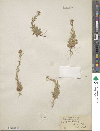 Draba montana image