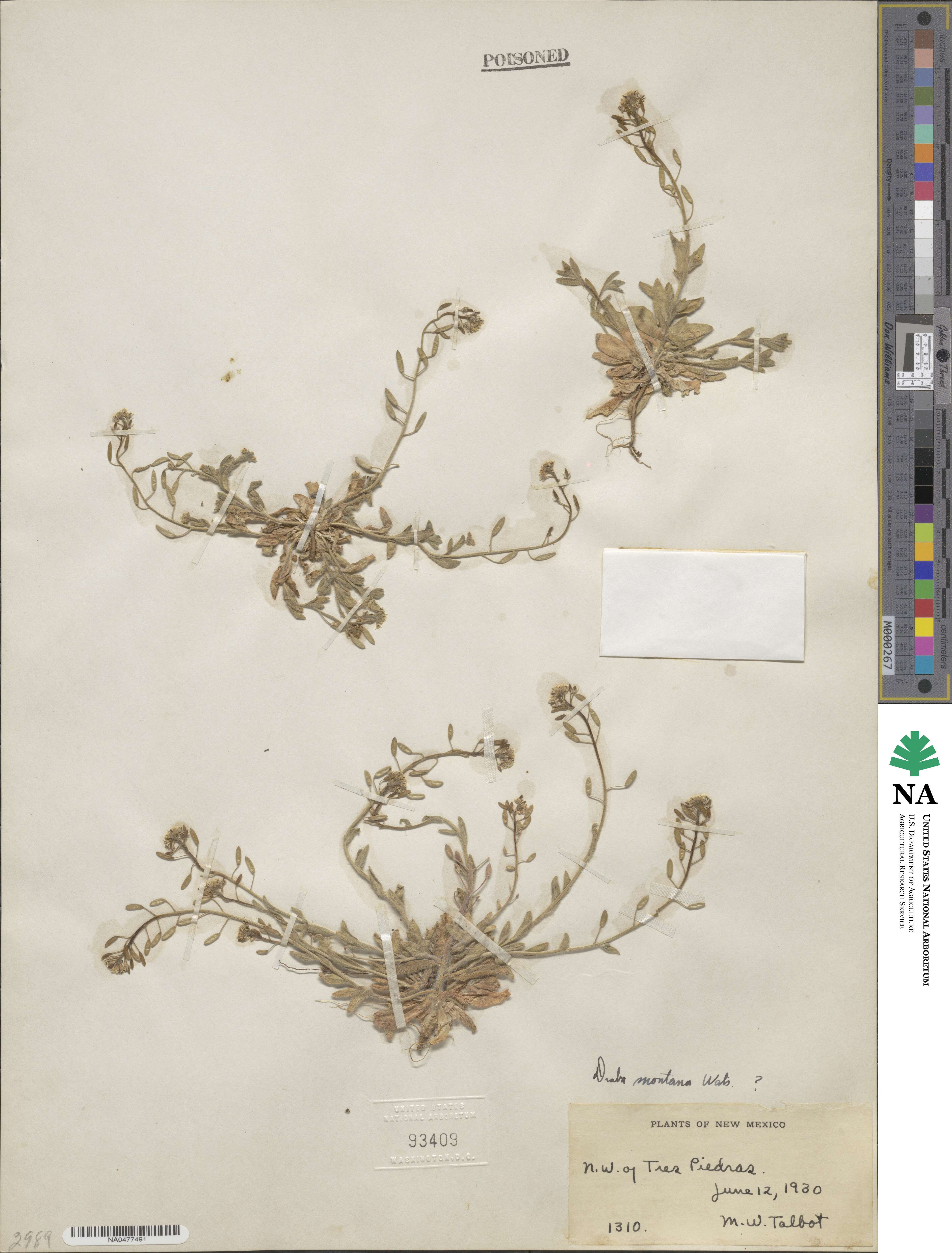 Draba montana image