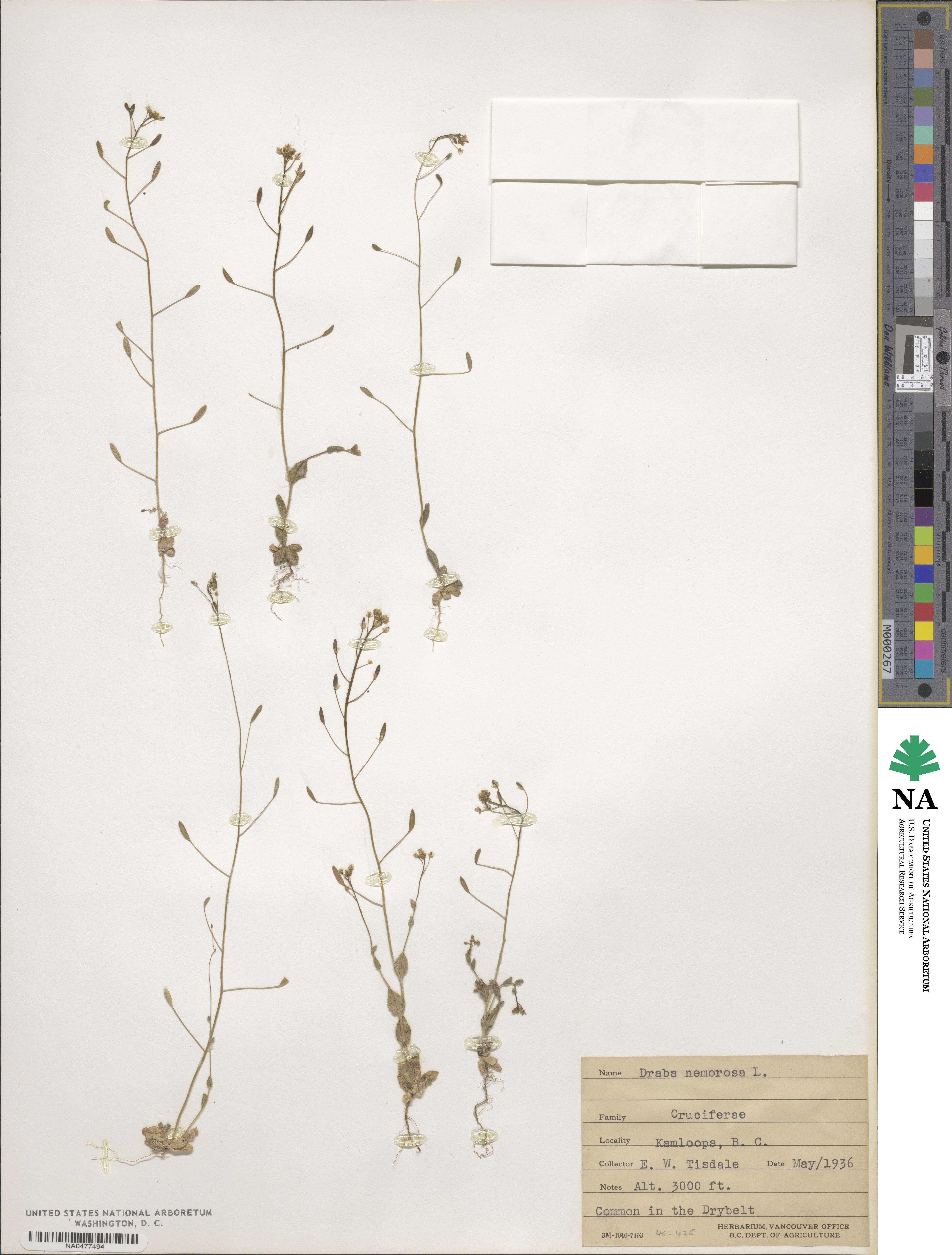 Draba nemorosa image