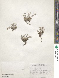 Draba oligosperma image