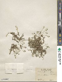 Draba oligosperma image