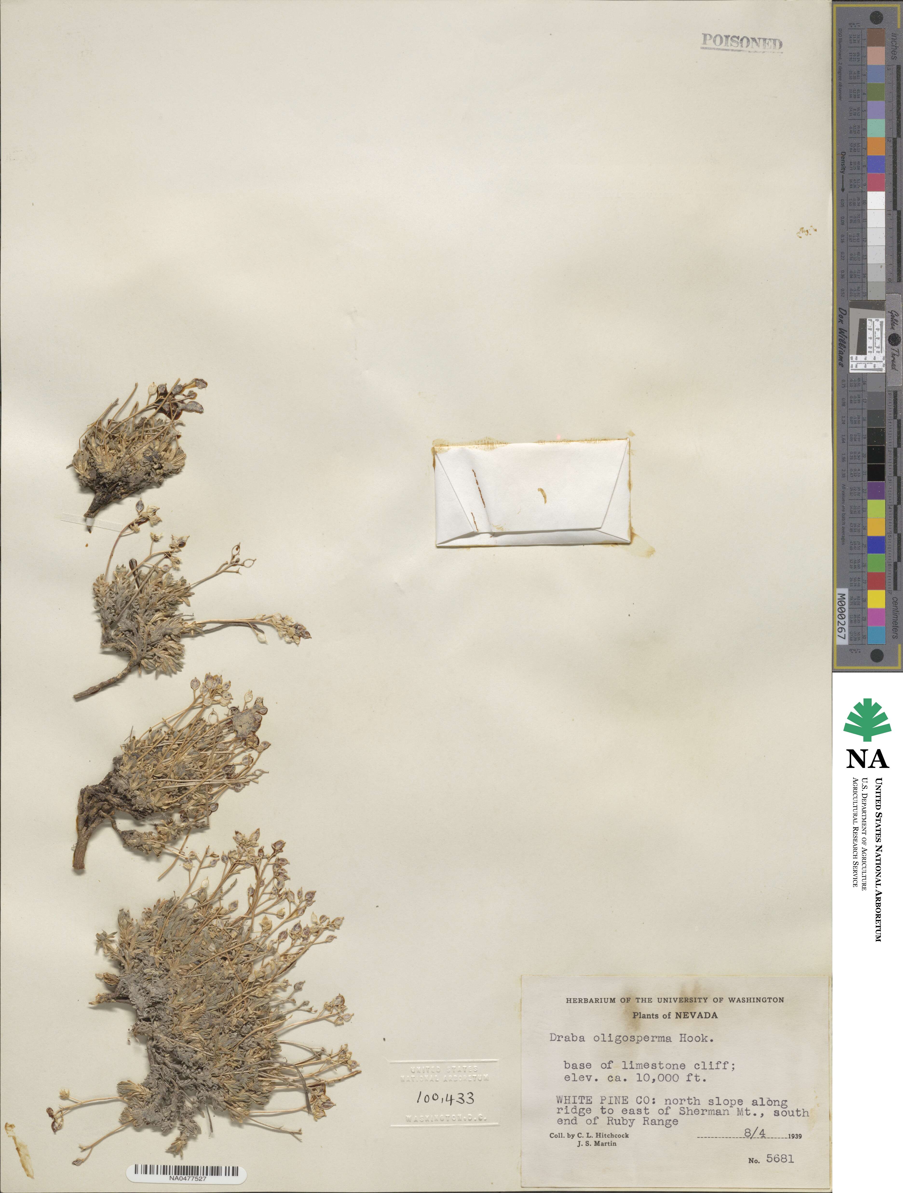 Draba oligosperma image