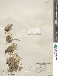 Draba oligosperma image