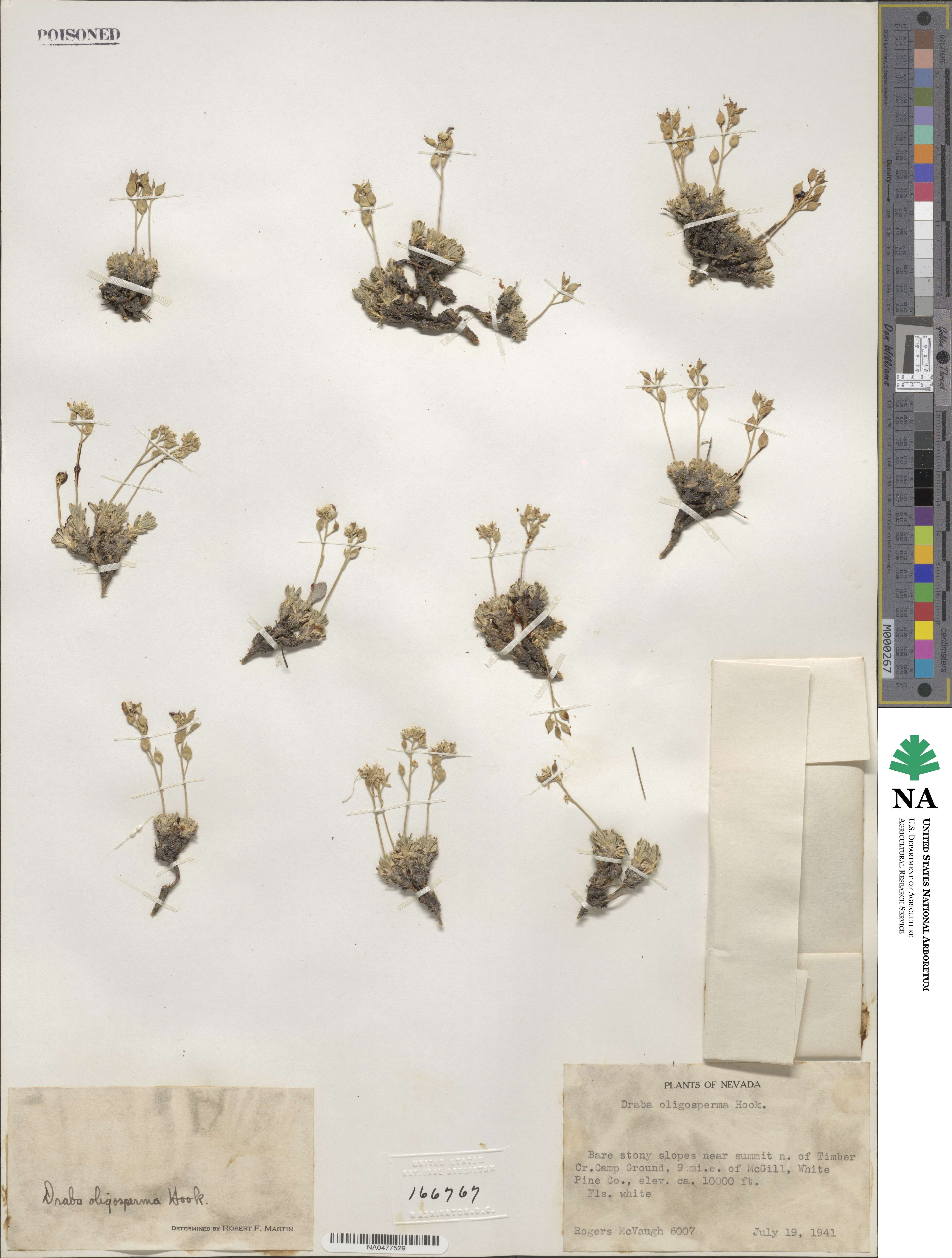 Draba oligosperma image