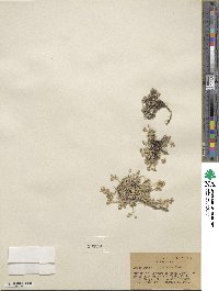 Draba oligosperma image