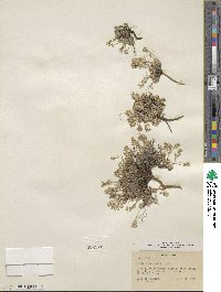 Draba oligosperma image