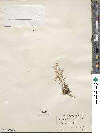 Draba oligosperma image