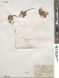Draba oligosperma image