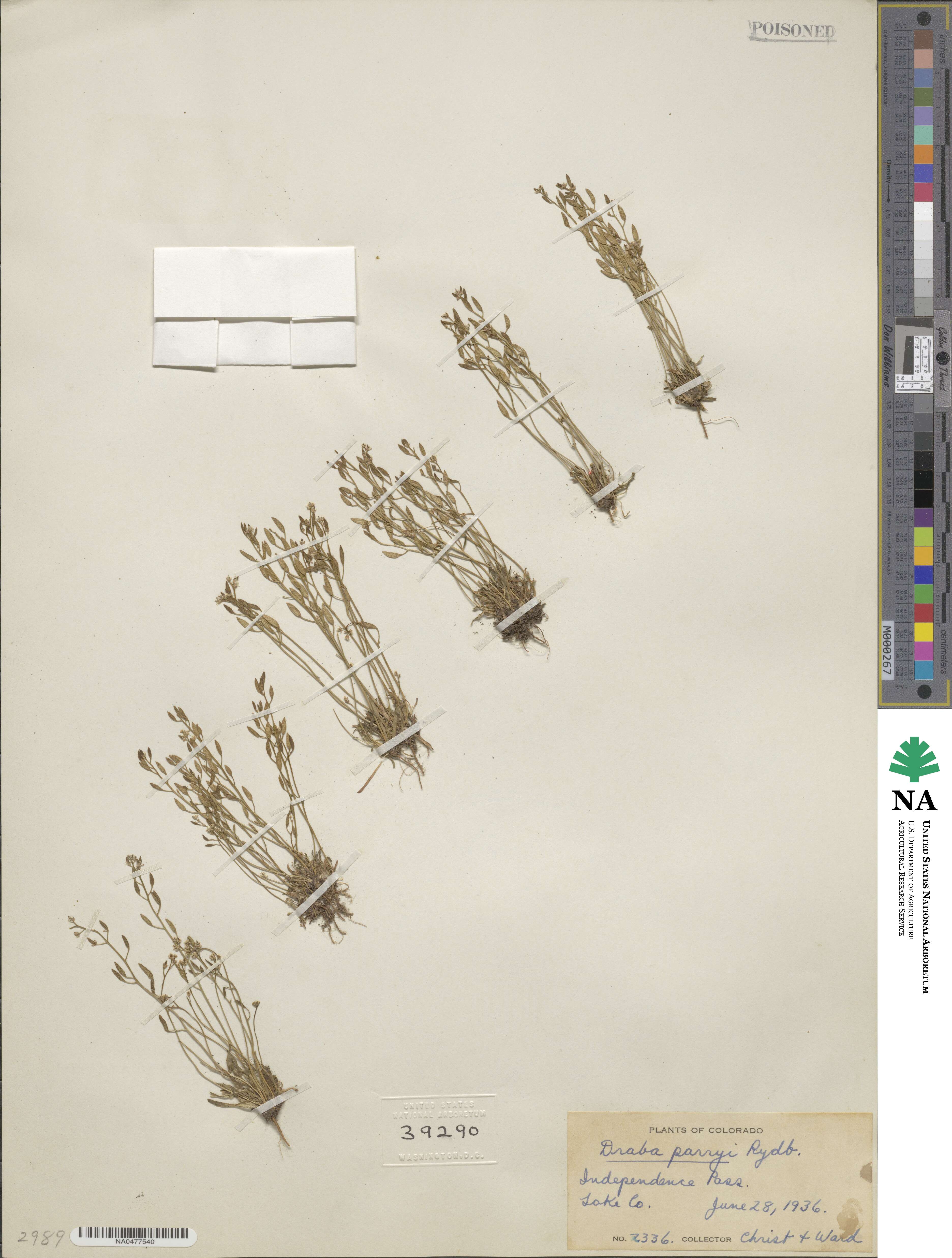 Draba crassifolia image