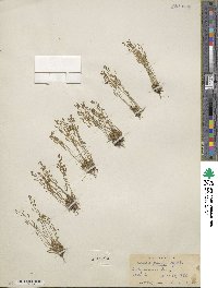Draba crassifolia image