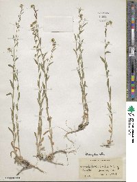 Draba helleriana image