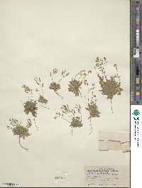 Draba paucifructa image