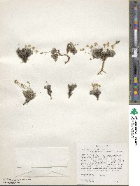 Draba paysonii var. treleasei image