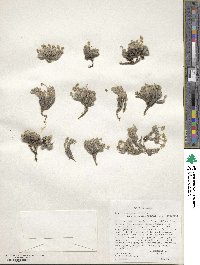 Draba paysonii var. treleasei image