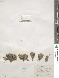 Draba paysonii var. treleasei image