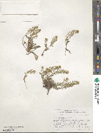 Draba petrophila image