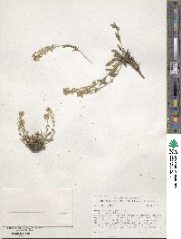 Draba petrophila image