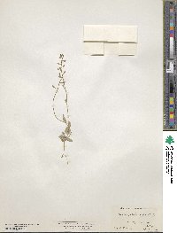 Tomostima platycarpa image
